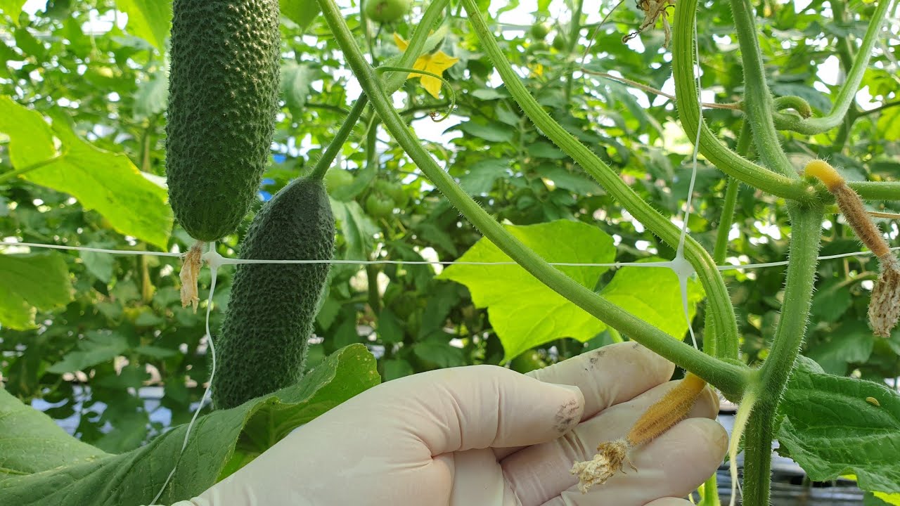 Почему на огурце цветы, а плодов нет — решить эту проблему просто