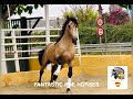 MIKO Buckskin Spanish Stallion 1.73 meters For Sale