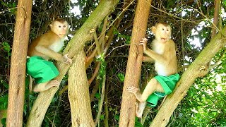 Omg Sovan Feel Very Gesture Angry Mom For Not Bring Him To Play With Till Climb Up Tree To Hide,