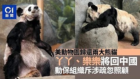 美国动物园将归还中国大熊猫丫丫乐乐　动保组织多次质疑疏忽照顾 - 天天要闻