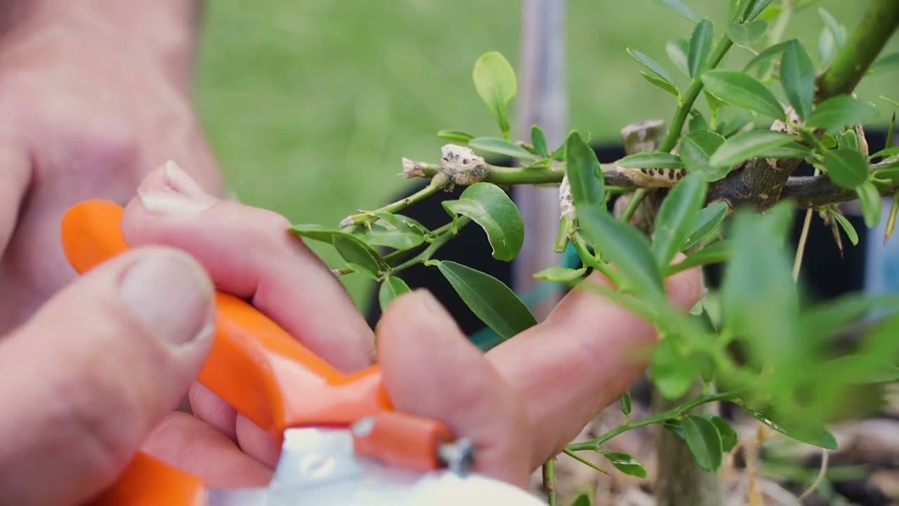 Update On My Native Finger Lime