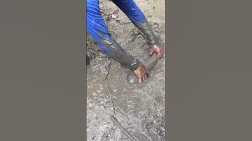 Bắt cá miền tây quá xá con cá rồi 😱 NGÃ NĂM TV #shorts #batca #mientay