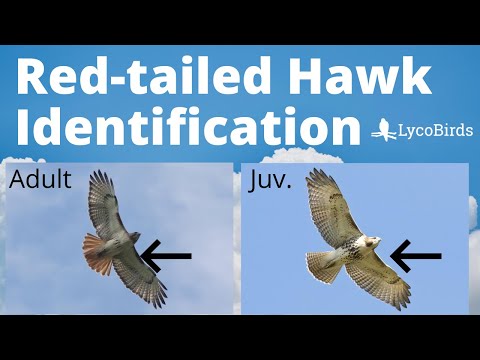 How to Identify a Red-tailed Hawk - Raptor Identification