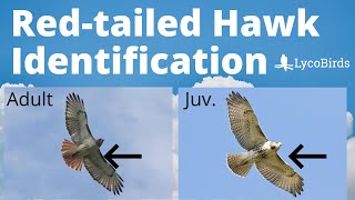 How to Identify a Redtailed Hawk  Raptor Identification