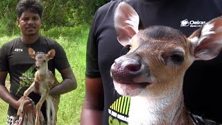 This stranded baby deer was laying down in a jungle due to injuries.