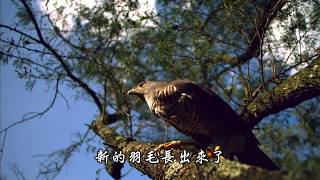 Video thumbnail of "El Condor Pasa 重生雄鷹 (老鷹之歌)"
