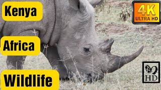 4K Animal Kingdom: Relaxing Wildlife Video with Calm Music for Stress Relief