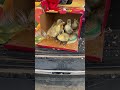 TAILGATE PARTY! 🎉 Ducklings are chillin' waiting for their family🥰#duckling #farmlife #homesteading