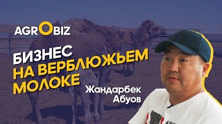 Бизнес на верблюдах в Казахстане: Мясо, Молоко, Шубат  | Даулет-Бекет | Agrobiz