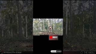 #lmfao #deer #hunting jump around in #ai