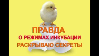 ВСЯ ПРАВДА ОБ ИНКУБАЦИОННОМ РЕЖИМЕ | 100% ВЫВОД | секреты инкубации