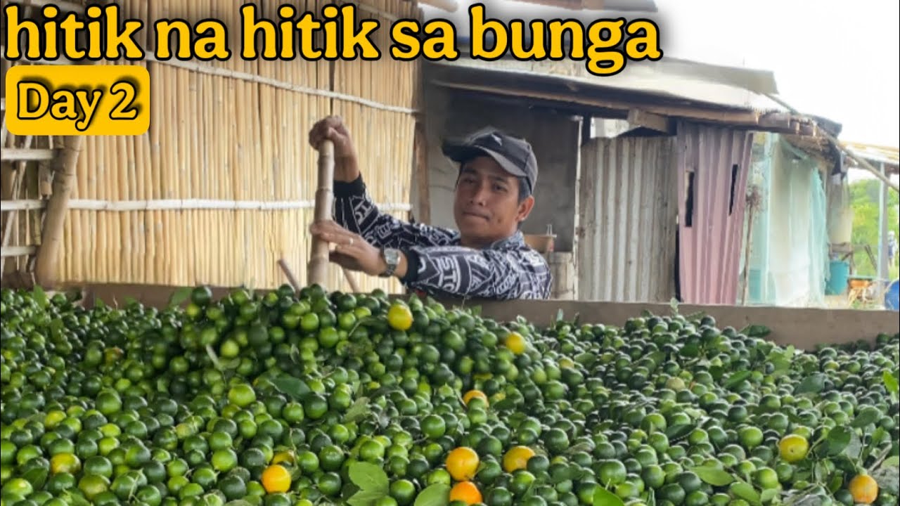 DAY 2 TULOY ANG HARVEST NG KALAMANSI