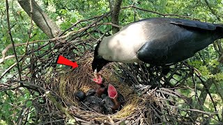 Crow bird is feeding the white meat to the babies @AnimalsandBirds107