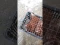 Lohmann Brown Egg Laying Hens Delivered to Abdul Qadir Sahib | Lahore | Anwaar Fresh Farm