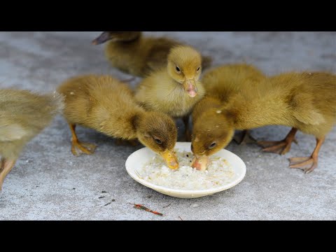 वीडियो: छोटे बत्तखों को कैसे खिलाएं