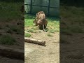 【八木山動物園】ライオン　サン♂ナオ♀