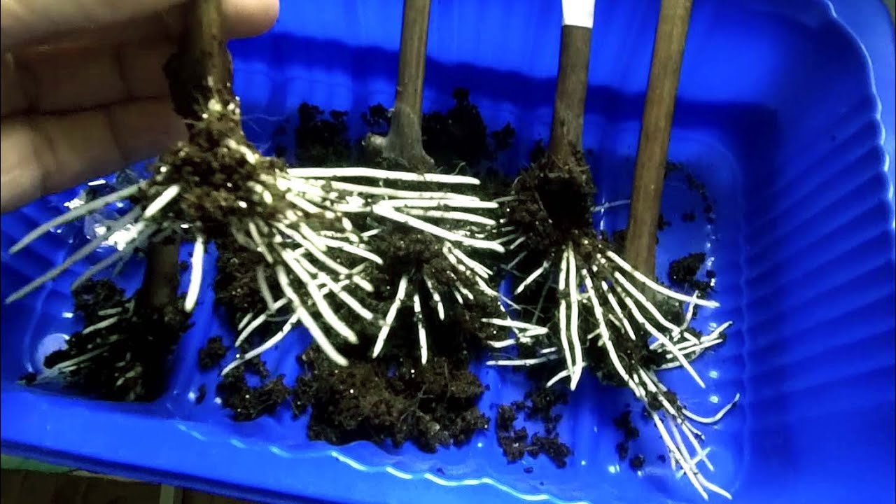 🔴🔴100% Укоренение Винограда Без Кильчеватора. Виноград Беларуси