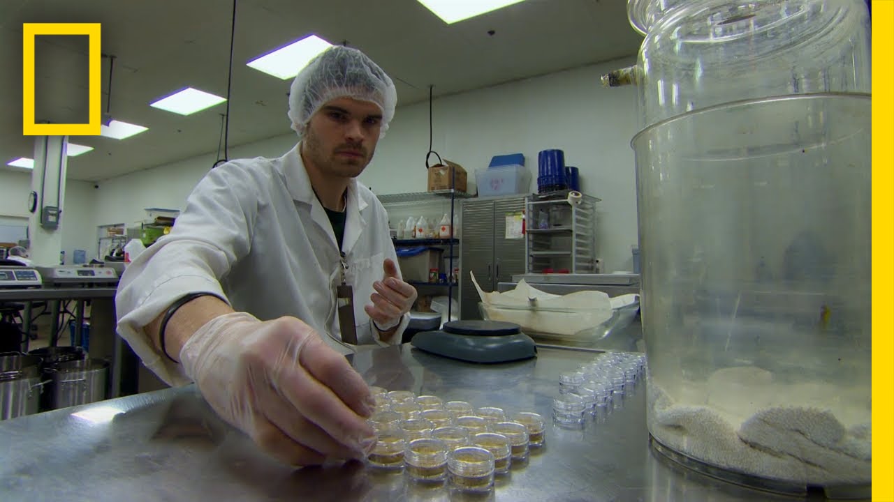 The "Willy Wonka" of Weed | Drugs, Inc