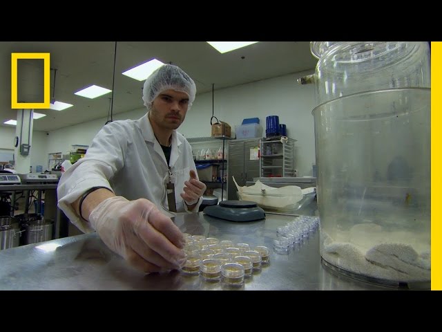 The "Willy Wonka" of Weed | Drugs, Inc