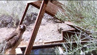 3 Minute Field Recording of Red Tail Hawk Visiting Rare Water Source in Nevada’s Mojave Desert