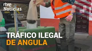 Incautados Más De 300 Kg De Angula Que Podrían Tener Un Valor De 650.000 Euros Rtve Noticias