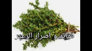 فوائد واضرار  الزعتر