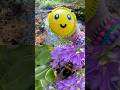 Bug Insect Names for Kids to Learn at the Stream: Mosquito Katydid Bee Cricket Ant