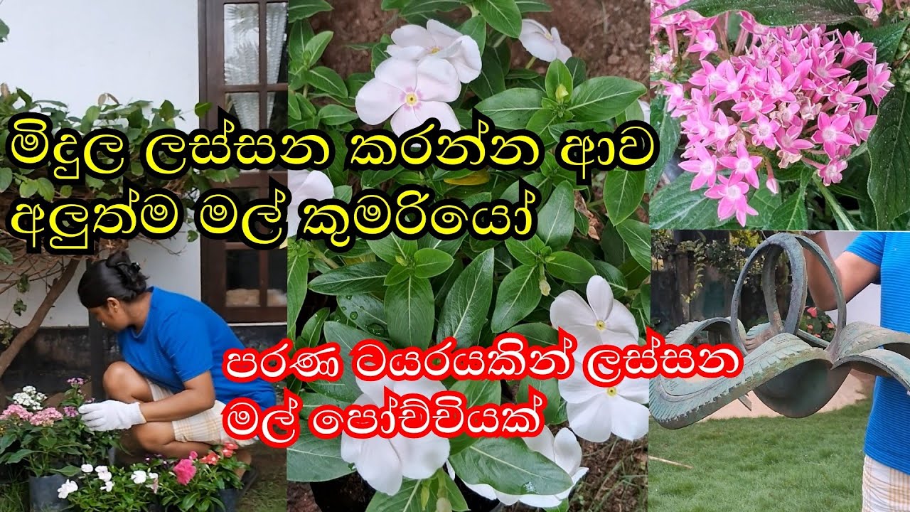 ටිකෙන් ටික මලින් පිරෙන මගේ පුංචි මිදුල