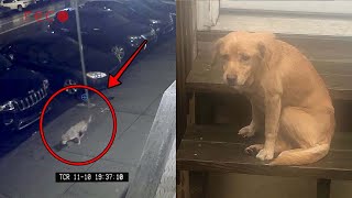 Terrified Dog Wanders Into Strangers Home For Help 😳 | DOGS+ by DOGS+ by Rocky Kanaka 3,005 views 2 years ago 3 minutes, 11 seconds