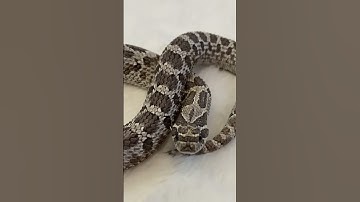 Thumbnail of Hognose snake looks super cute. #hognose #westernhognose