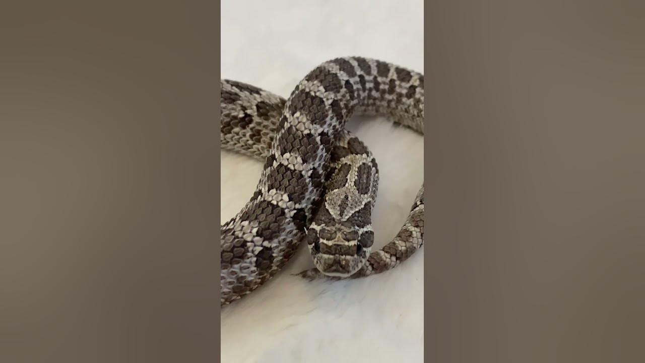Hognose snake looks super cute. #hognose #westernhognose