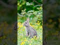 Captured the cutest bunny amongst the flowers 🐰 📸 Sony Alpha + Sony 200-600mm #sonyalpha
