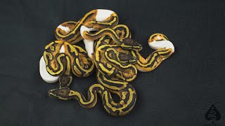 Clutch Update! Insane Pieds and Hypo Combos!