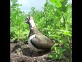 The birth of the lapwing (Vanellus vanellus) #Shorts