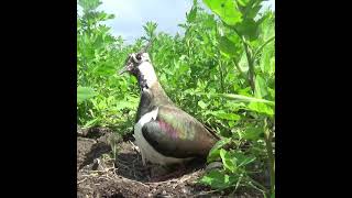 Рождение чибиса (Vanellus vanellus) #Shorts