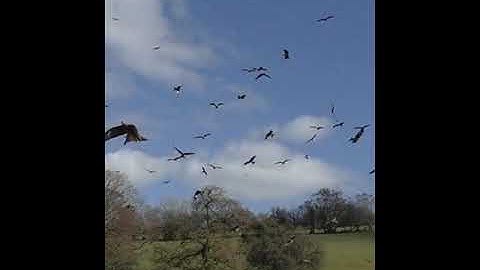 ( أولم يروا إلى الطير فوقهم صافات ويقبضن ) تلاوة للشيخ أحمد طالب حميد