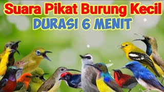 Suara Pikat Burung Kecil Durasi Pendek