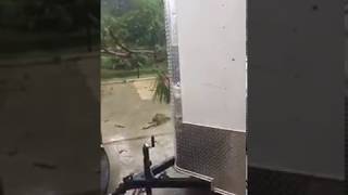 Trees going down during Hurricane Irma in Naples, Florida