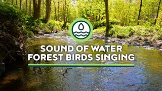 River sounds and birds songs  Morning in river ambience calming place to relax 2 hours