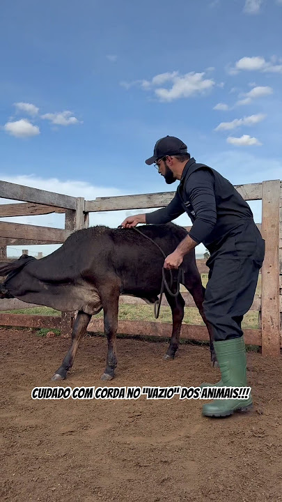 Derrubada técnica e segura de bovinos!!! #medvet #veterinaria #veterinary #vet #veterinário