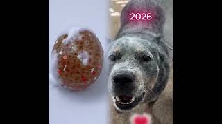 Iconic Puppy Memes Across Time 💔