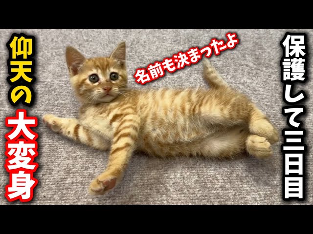 The kitten, who was threatening when rescued, suddenly underwent a