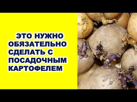 Video: Toxum Ilə Kartof əkilməsi