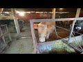 Процесс кормления бычков в откорме