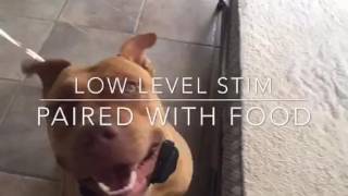Carlsbad Dog training | Baja Dog Training