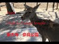 Walk in Japan to Todaiji temple in Nara, the city of deer - 360 tour - 東大寺 - 奈良公園