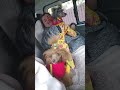 а на улице идёт дождь, НО мы снова на выставку собак всех пород питомник #Кастропуло #Крым