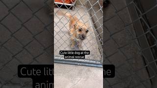 Cute little dog at the pet rescue