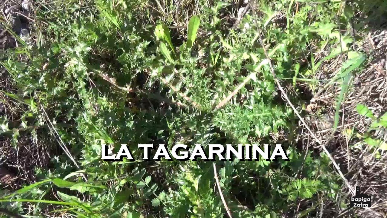 LA TAGARNINA (SCOLYMUS HISPANICUS). ZAFRA