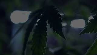 The Organ That Grows Back — Medicine Still Cannot Explain?